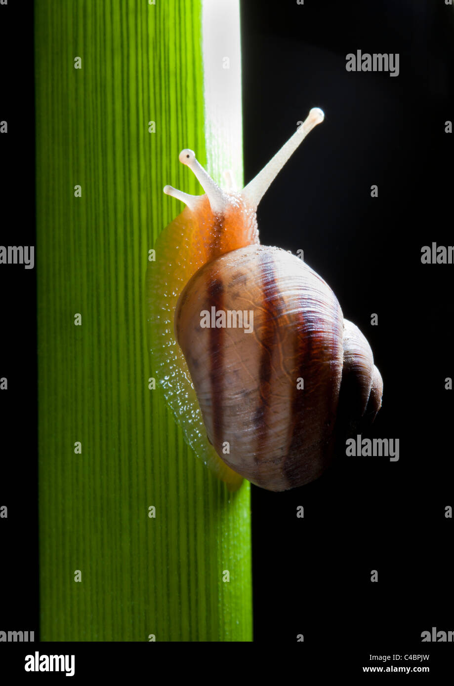 Schnecke kriecht auf Pflanze auf schwarzem Hintergrund Stockfoto
