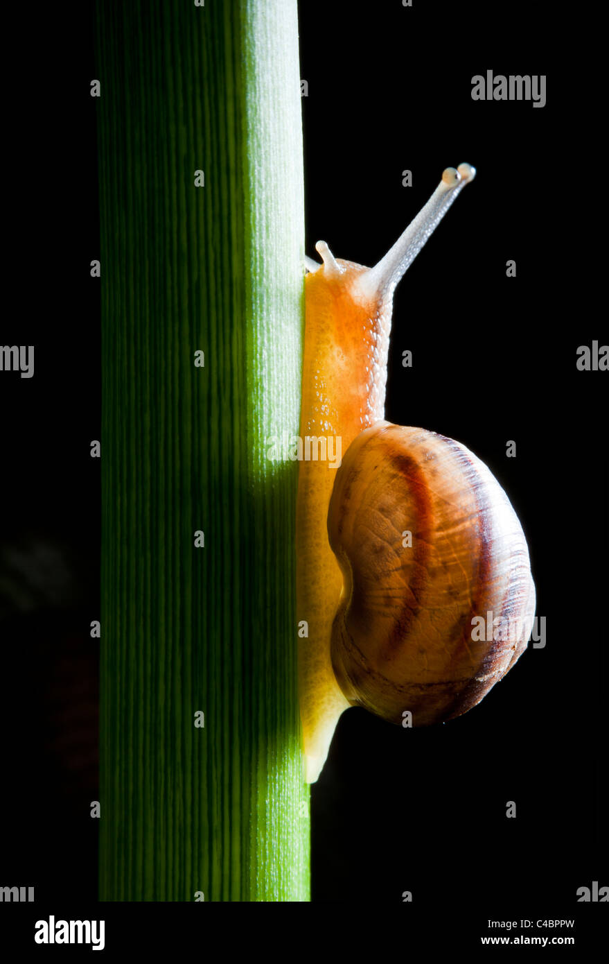 Schnecke kriecht auf Pflanze auf schwarzem Hintergrund Stockfoto