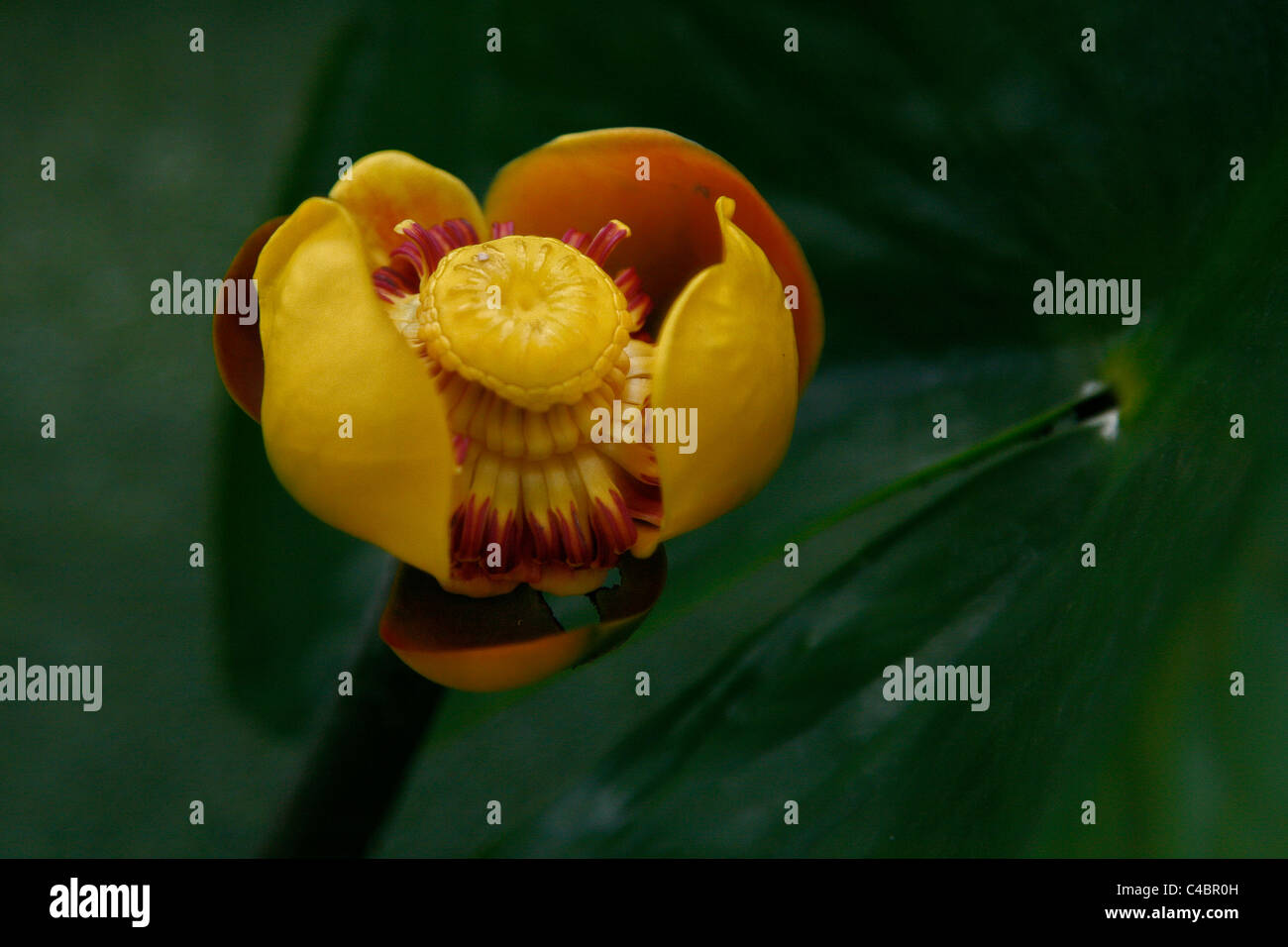 Nahaufnahme einer North American Teichrosen Lutea Blume Stockfoto
