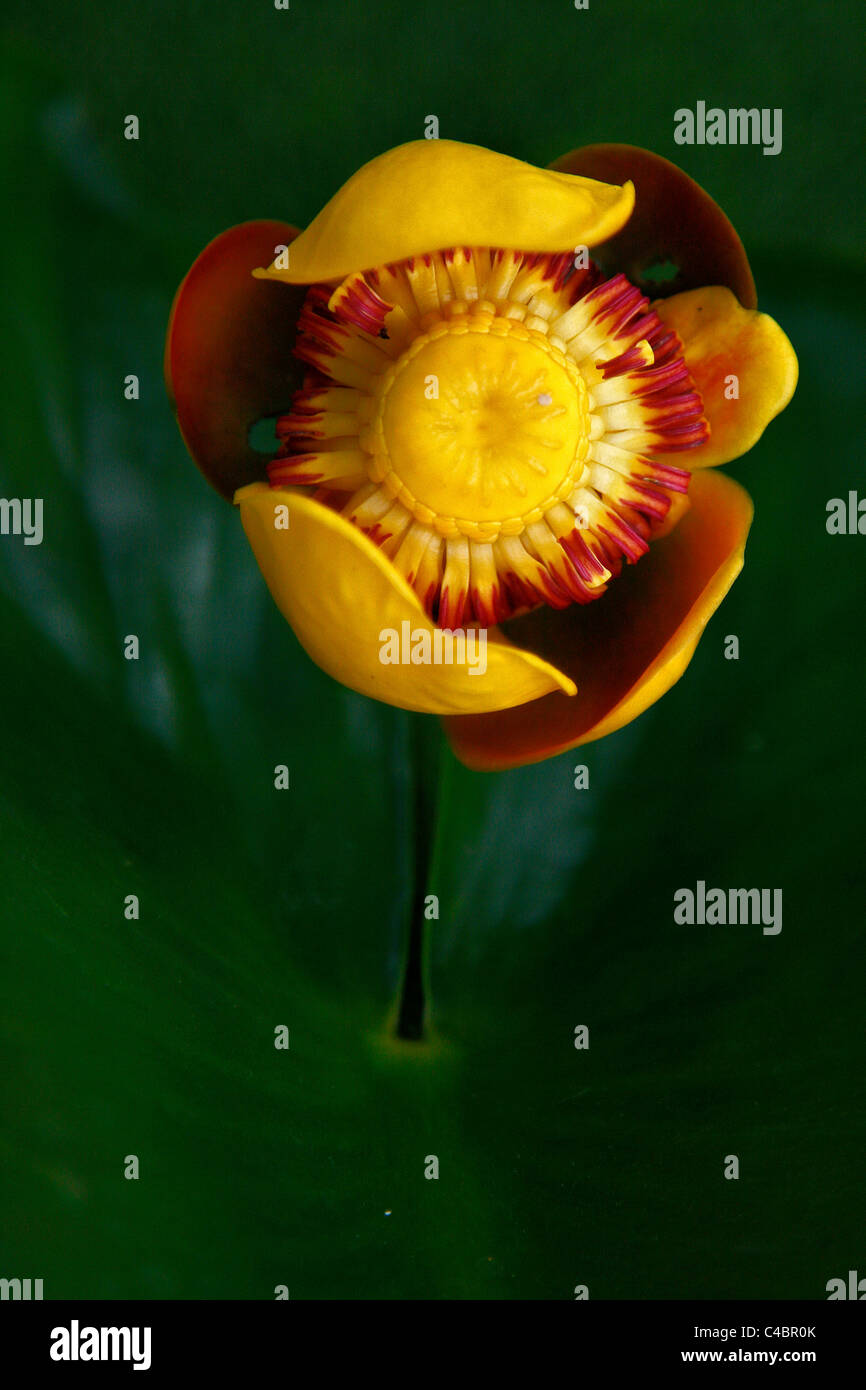 Nahaufnahme einer North American Teichrosen Lutea Blume Stockfoto