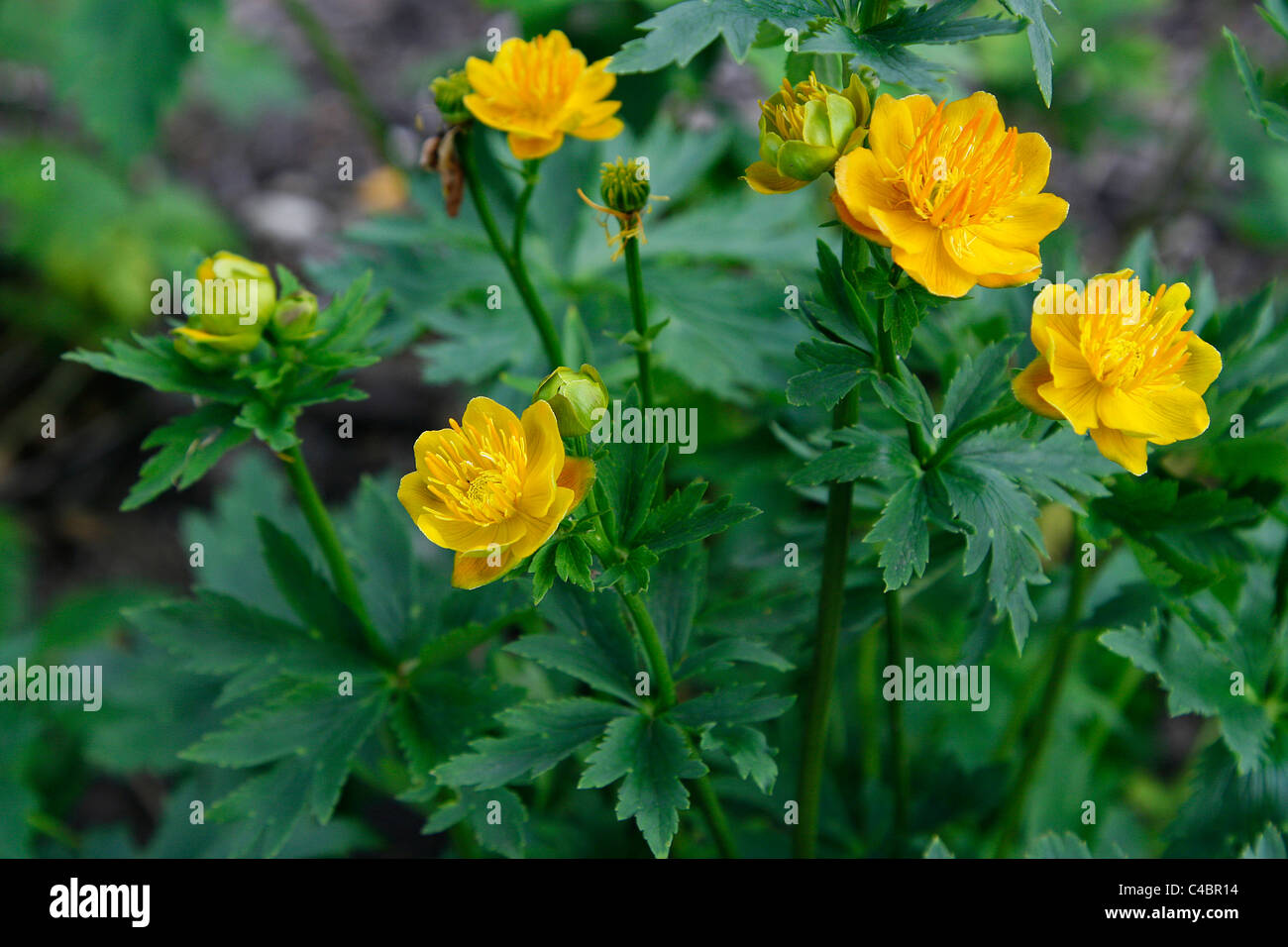 Giftige chinesische Trollblume (Trollblume Chinensis) aus Nordost-China blüht im Botanischen Garten Leipzig Stockfoto