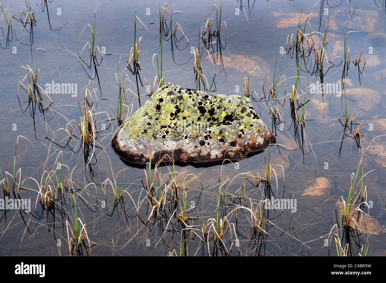 Pflanzen in Berggebieten, See, in der Nähe von Geilo, südlichen Norwegen, Stockfoto