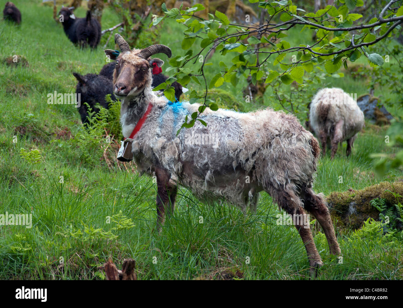 Ziegen weiden auf Berg Weiden, Sundal, Südnorwegen Stockfoto