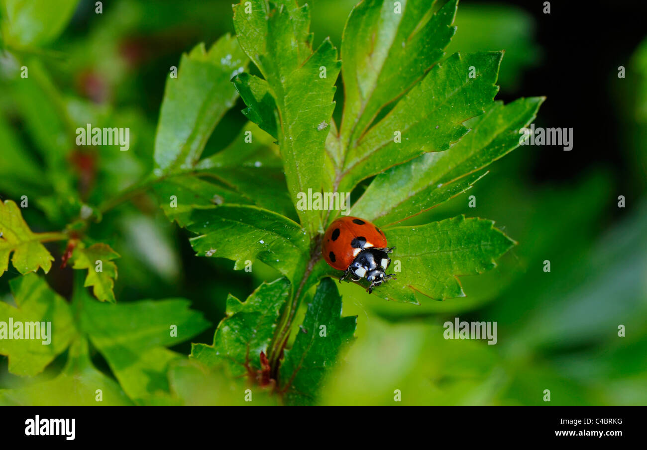 Die sieben entdeckt Marienkäfer auf einem Blatt Weißdorn. Stockfoto