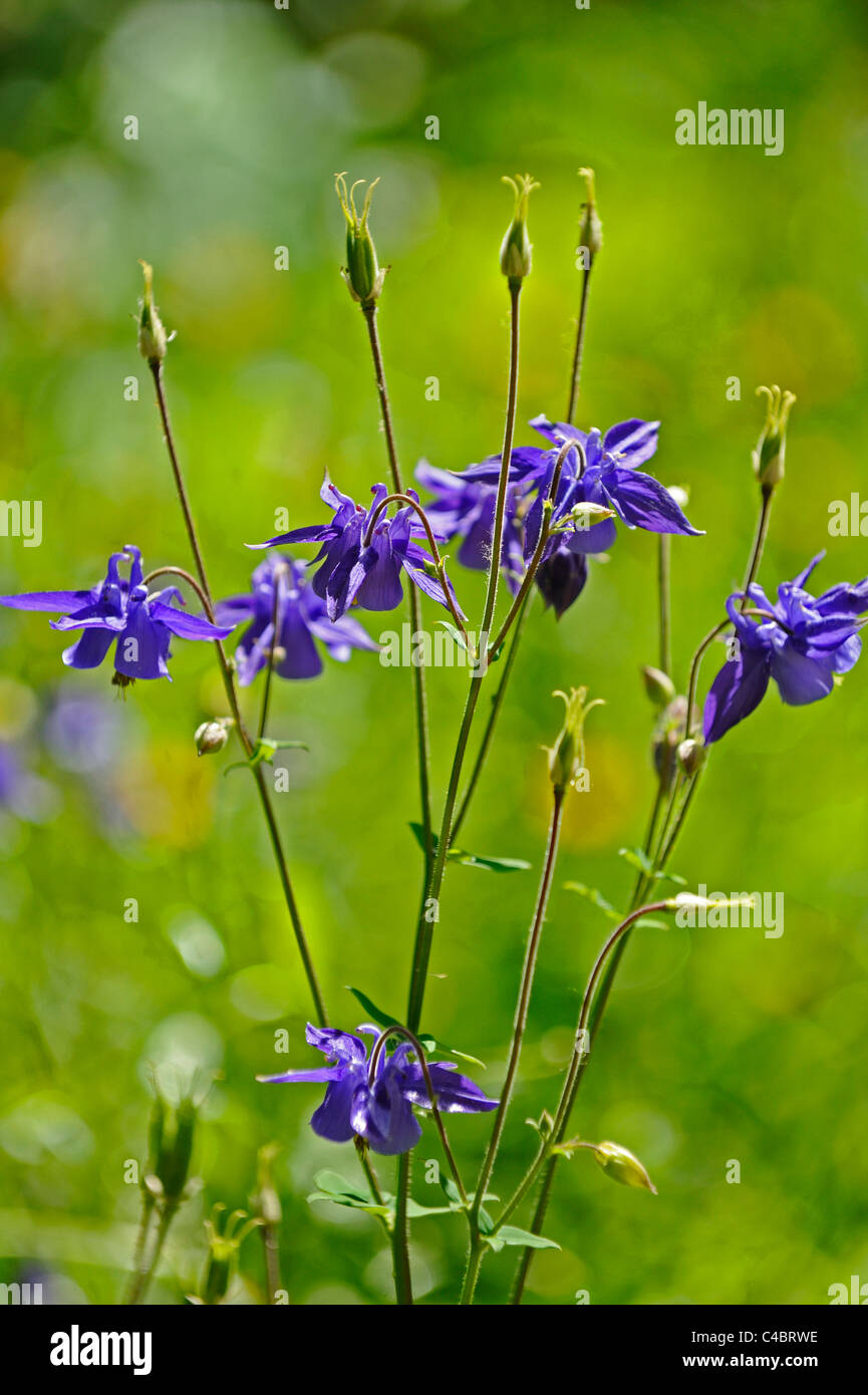 Die blaue Blüte einer Blume Columbine Stockfoto