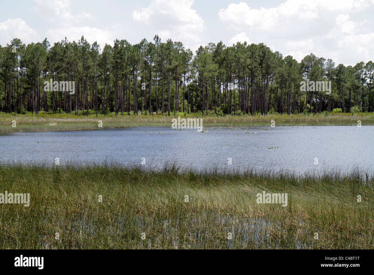 Florida Paisley, Ocala National Forest, Clearwater Recreation Area, Lake Clearwater, Besucher reisen Reise touristischer Tourismus Wahrzeichen cul Stockfoto