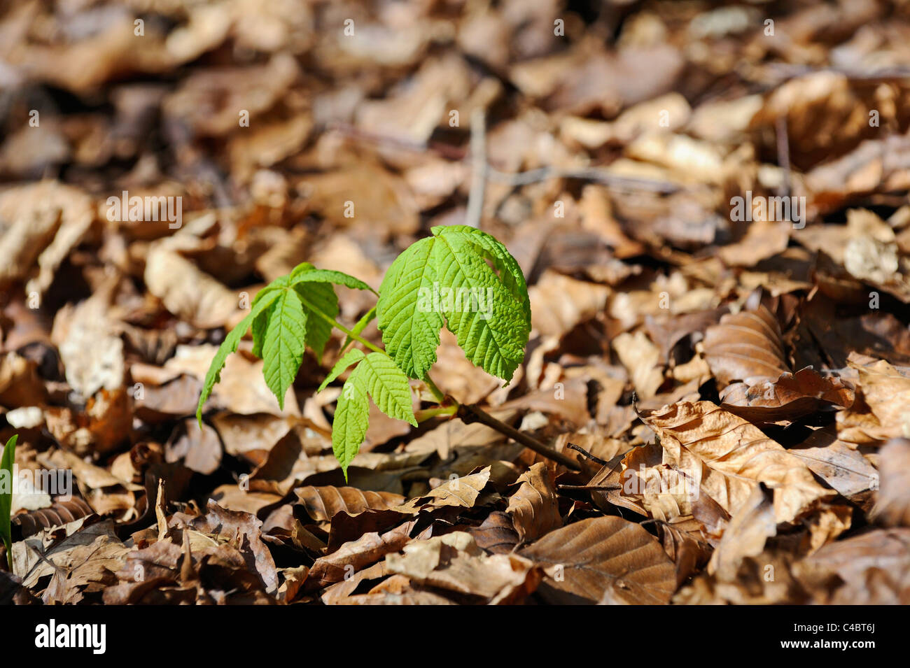 Mit verfallenden Buche Baumblätter bedeckt kleine Buche Setzlingen in Blatt aus dem Boden kommen. Stockfoto