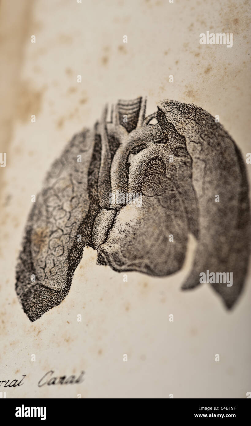 Antike medizinische Illustration von Herz und Lunge, copyright 1844 Stockfoto