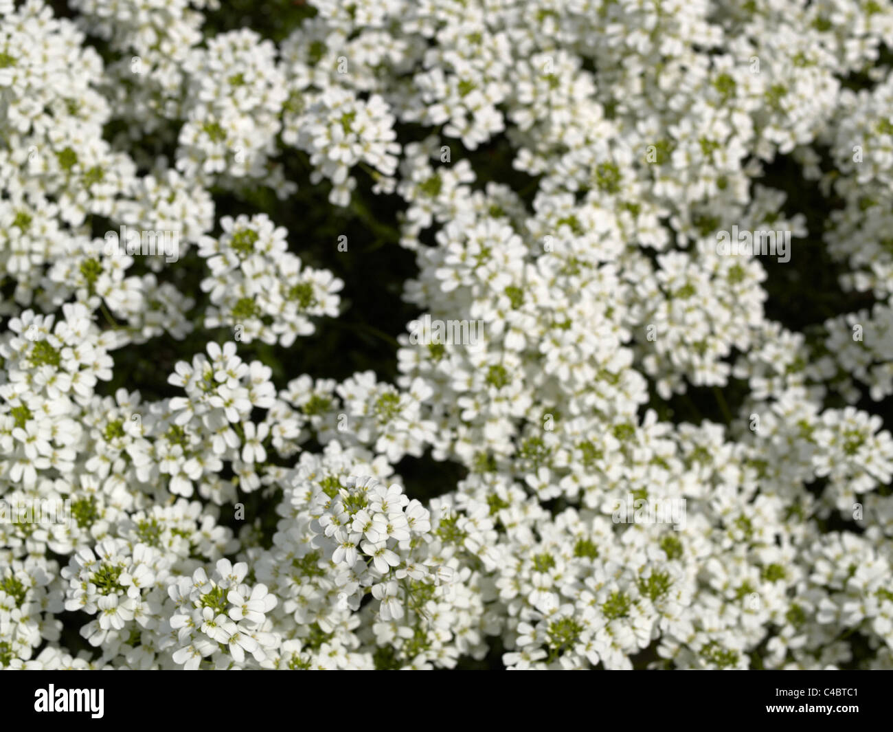 47+ Unterschied Gänsekresse Erysimum, Les erysimums se sèment ou se