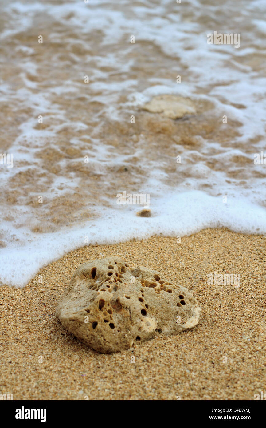 Korallen am Strand von Welle getroffen. Stockfoto