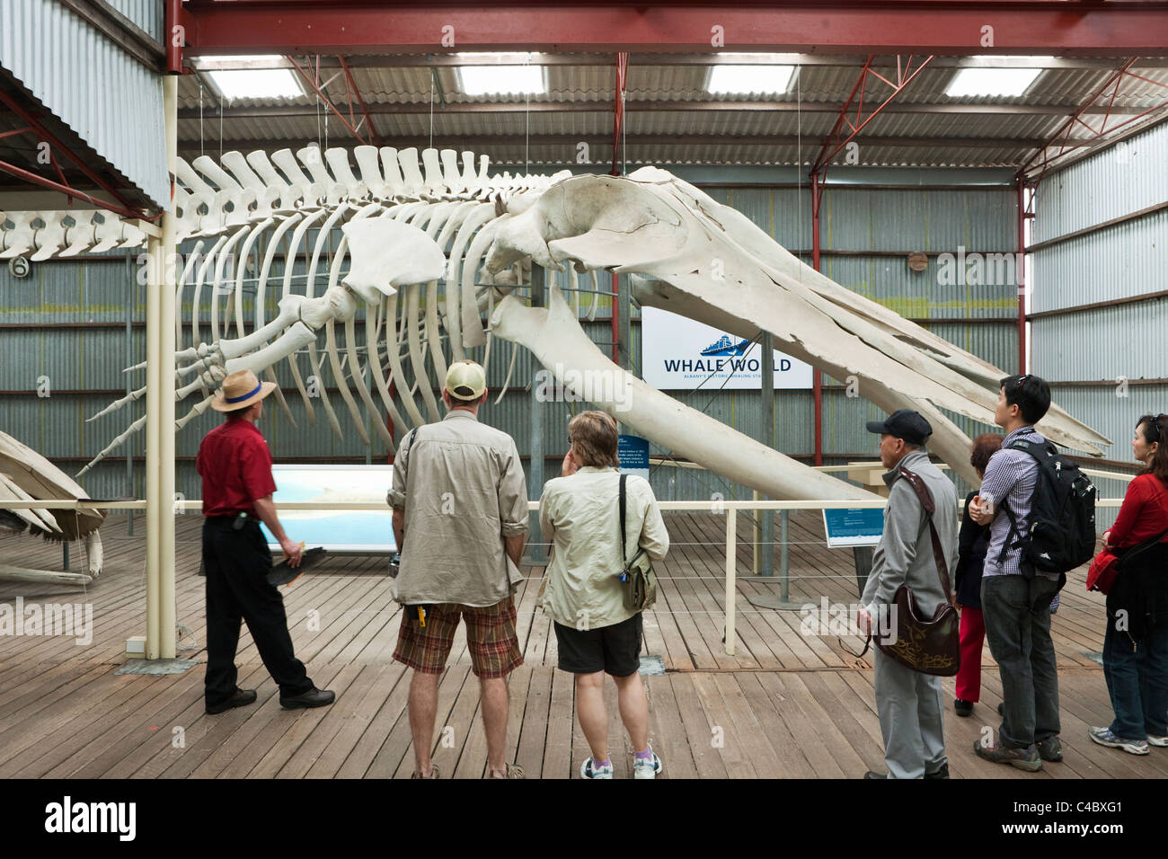 Touristen, Blauer Wal-Skelett im Walmuseum Welt anzeigen.  Franzose Bay, Albany, Western Australia, Australien Stockfoto