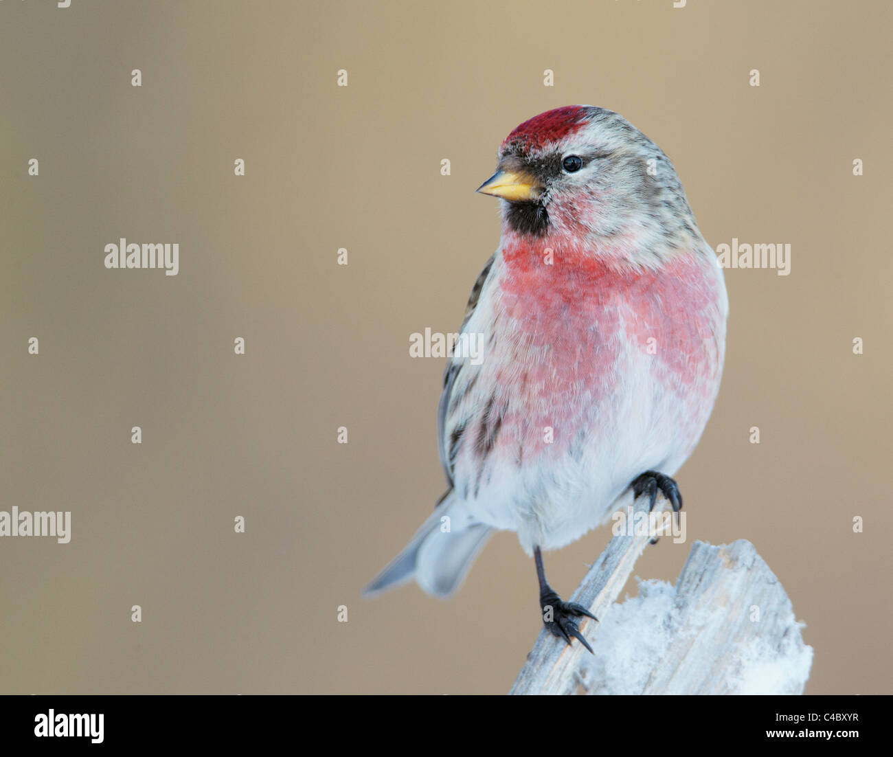Gemeinsame Redpoll (Zuchtjahr Flammea, Acanthis Flammea), männlich in der Zucht Gefieder gehockt abgebrochener Zweig Stockfoto