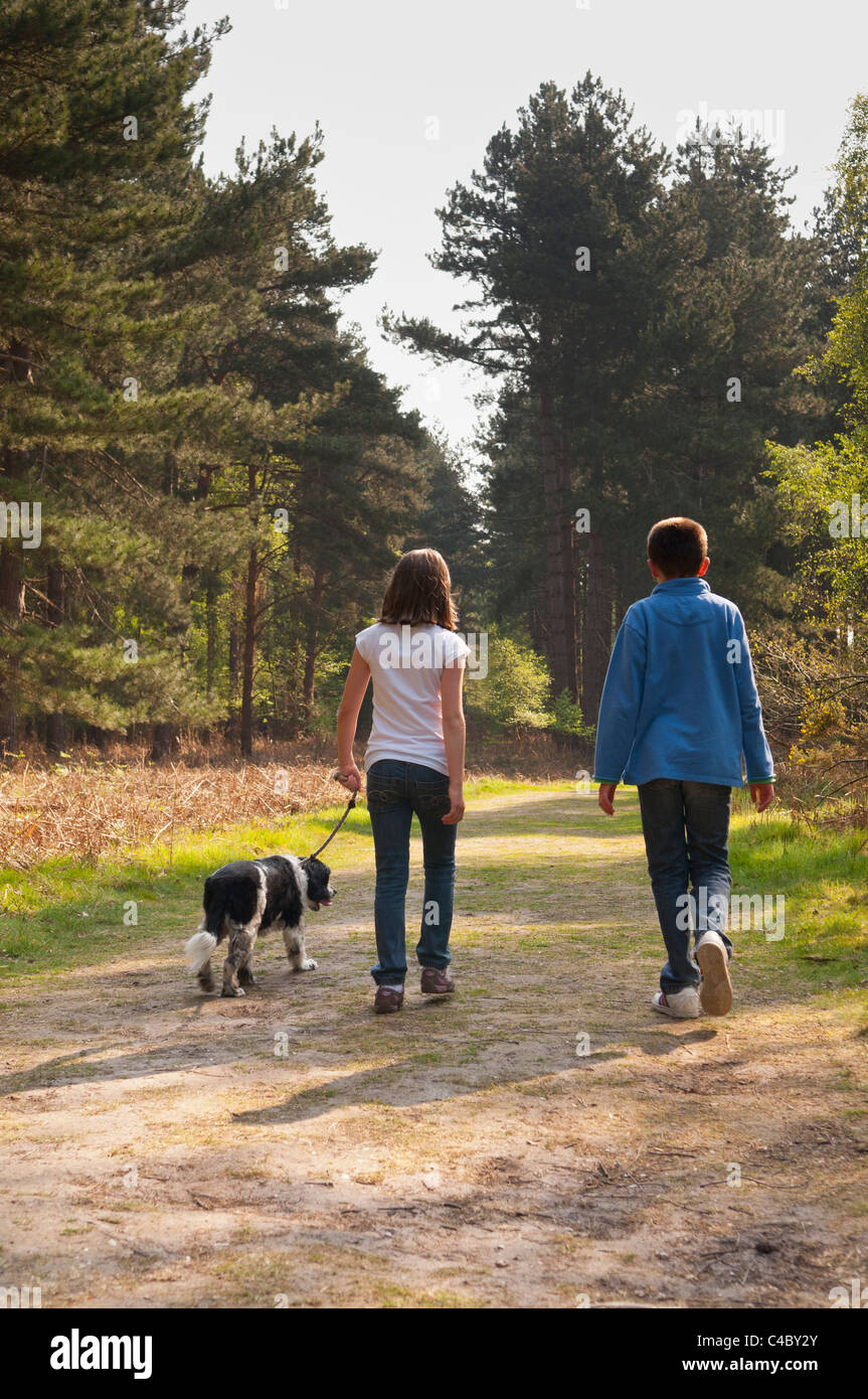 Ein neunjähriges Mädchen und elf Jahre alten Jungen Spaziergang mit dem Hund im Wald bei Westleton Heath, Suffolk, England, Großbritannien, Uk Stockfoto