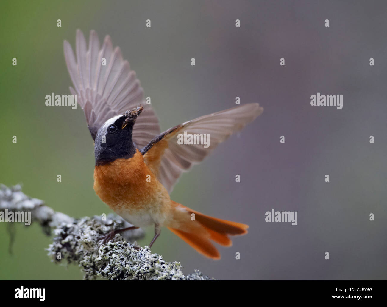 Gartenrotschwanz (Phoenicurus Phoenicurus), thront Männchen mit Insekten im Schnabel auf einem Ast beim Flügelschlag Stockfoto