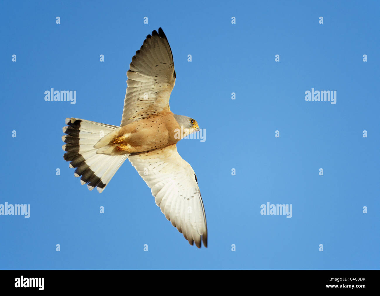 Rötelfalken (Falco Naumanni). Männchen im Flug Stockfoto