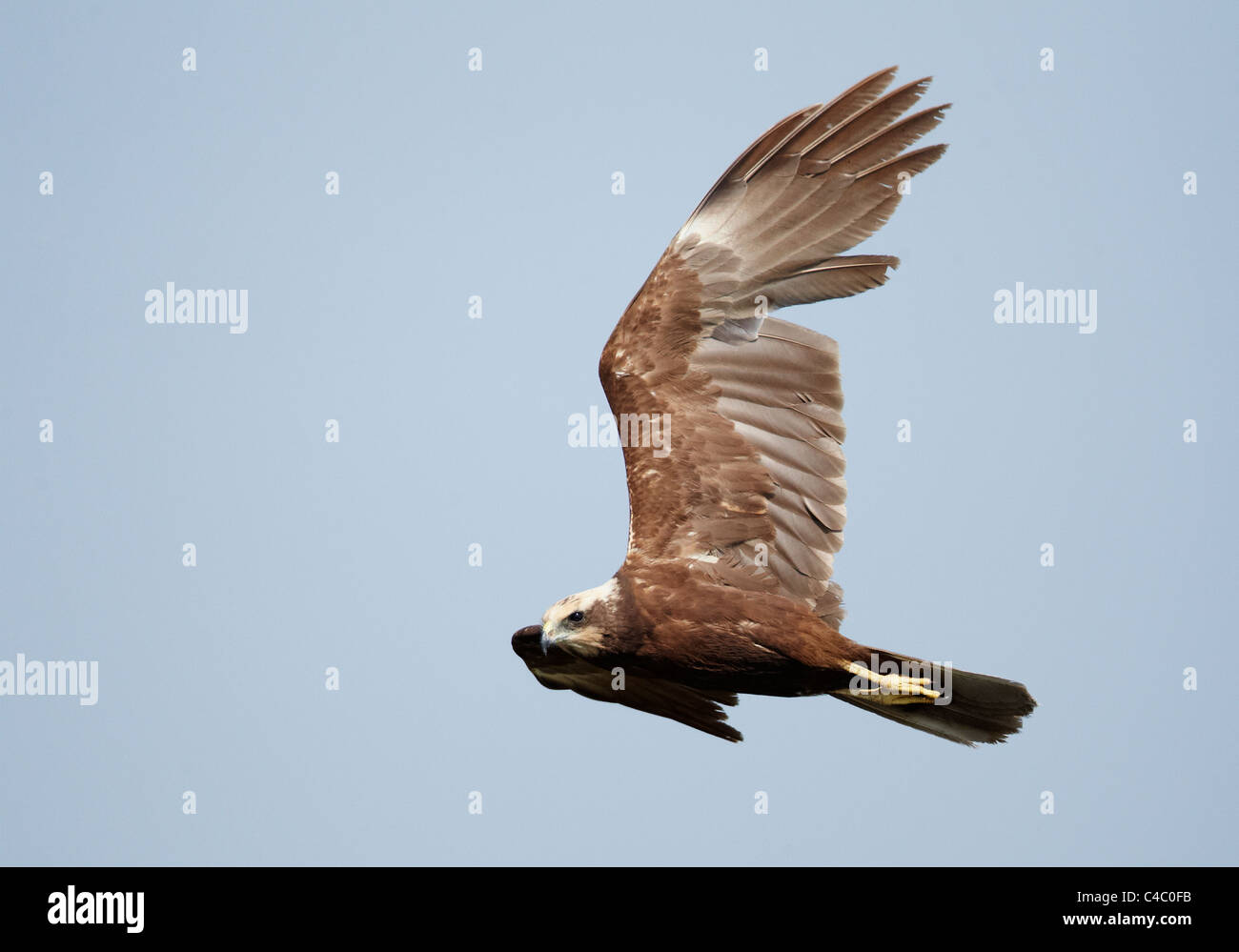 Western Rohrweihe (Circus Aeruginosus). Weibchen im Flug Stockfoto