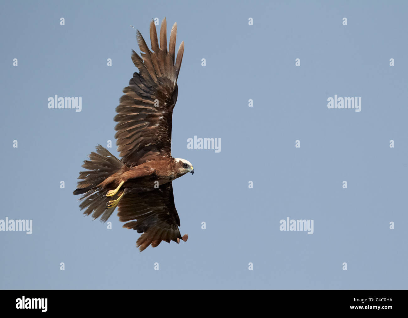 Western Rohrweihe (Circus Aeruginosus). Weibchen im Flug Stockfoto