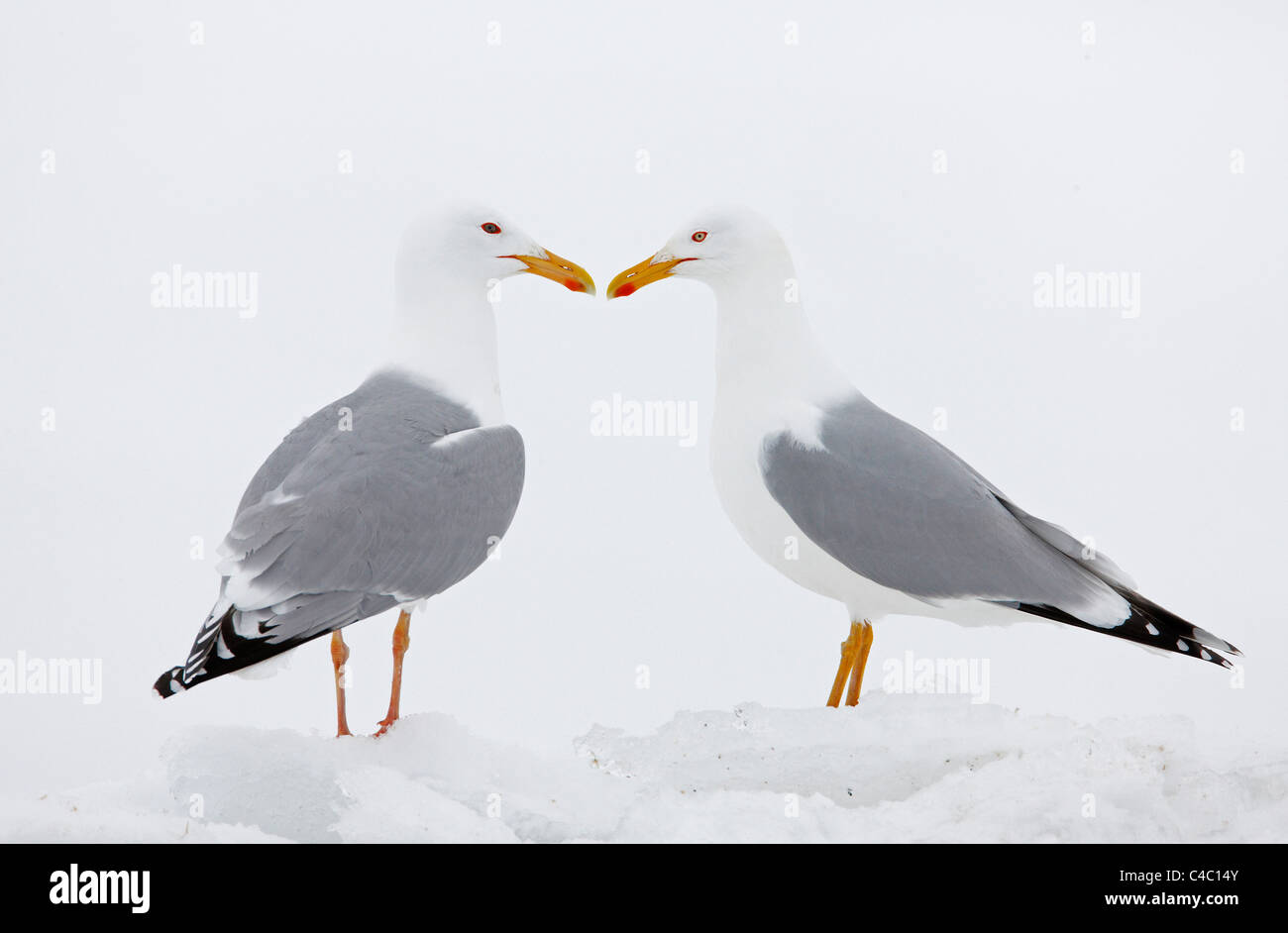 Silbermöwe (Larus Argentatus). Paar steht auf Schnee Stockfoto