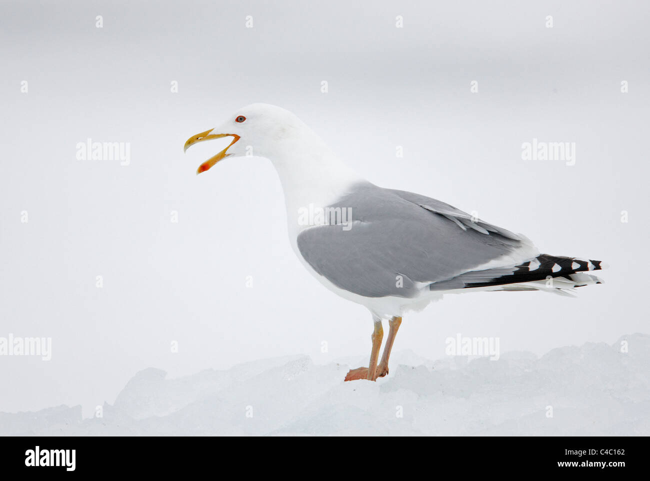 Silbermöwe (Larus Argentatus), ruft beim stehen auf Schnee. Stockfoto