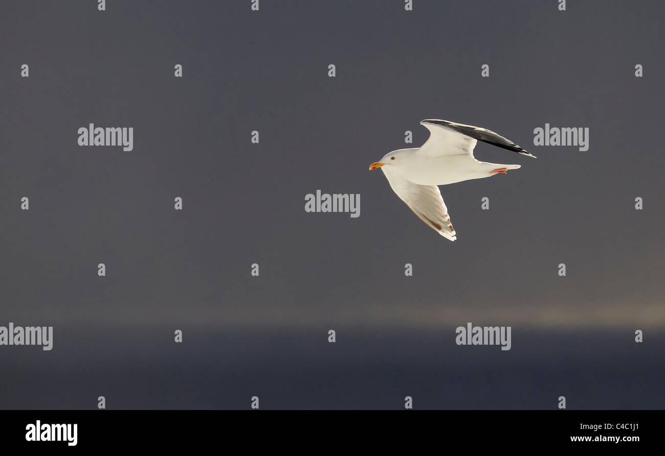 Silbermöwe (Larus Argentatus), Erwachsene im Flug Stockfoto
