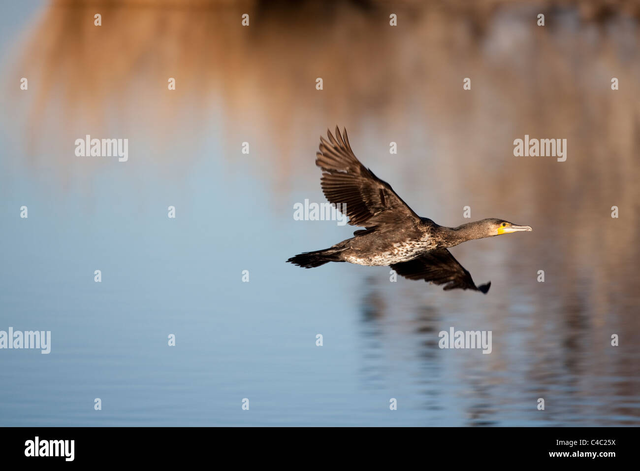 Kormoran, Kormoran schwarz oder schwarz-Kormoran - Phalacrocorax Carbo- Stockfoto