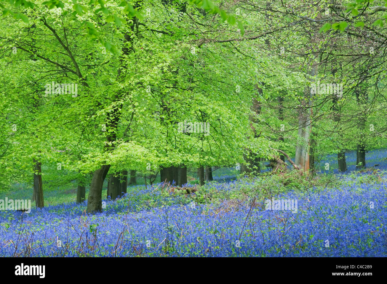 Bluebell (Endymion nicht-Scriptus) in Buchenholz, Kent, England, Mai Stockfoto