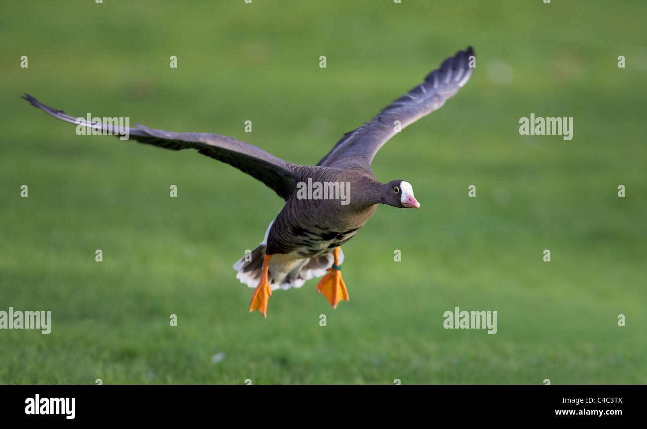 Weniger weiß – Anser Gans (Anser Erythropus) bei der Landung Ansatz. Stockfoto