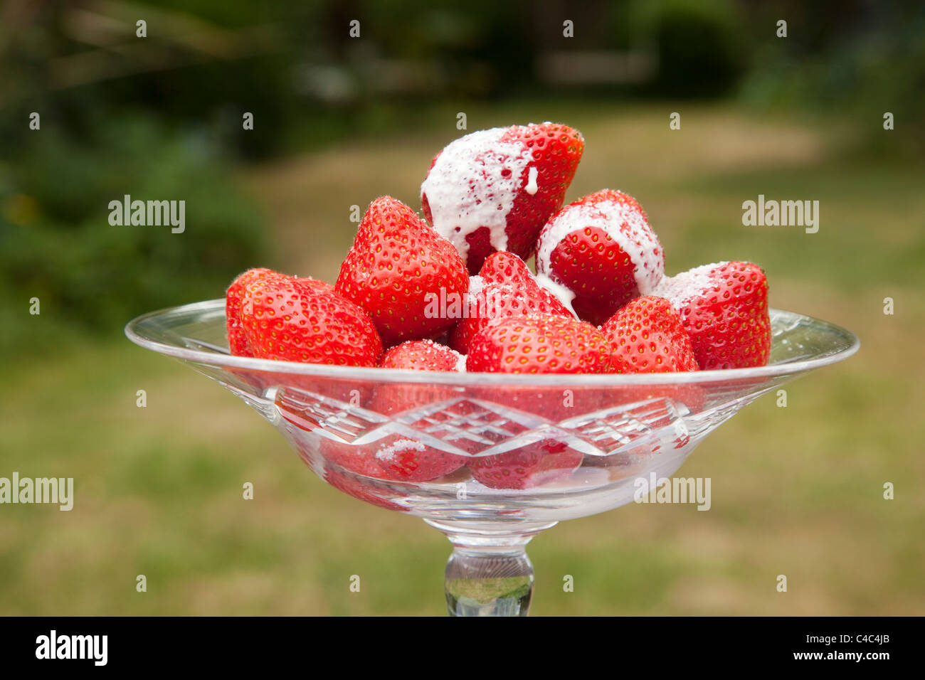 Sommer-Erdbeeren und Sahne Stockfoto
