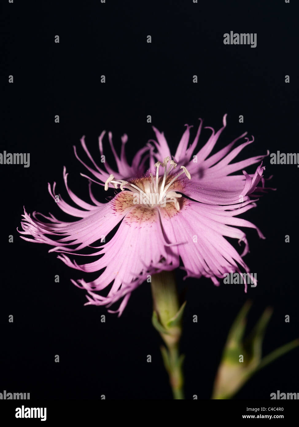 Dianthus Monspesulanus, Fransen pink, vertikale Porträt der Blume. Stockfoto