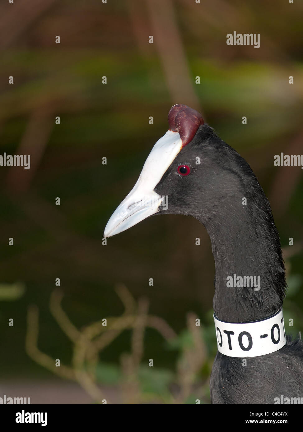 Vertikale Bildniss Fulica Cristata, rote cobbed Wasserhuhn, gekennzeichnet. Stockfoto