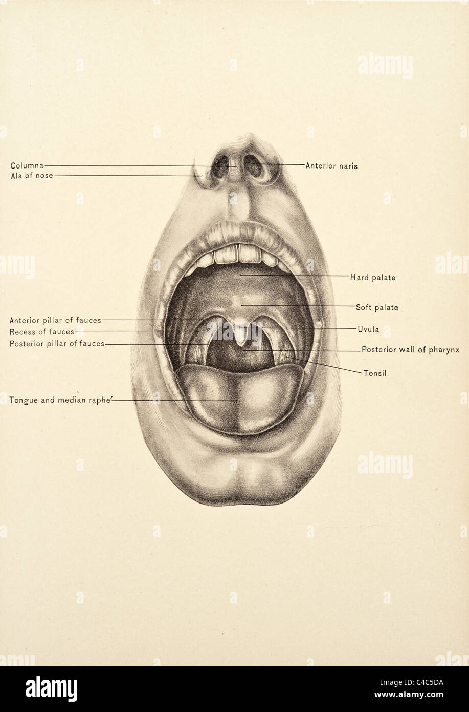 Abbildung des menschlichen Mundes copyright 1904 Stockfoto