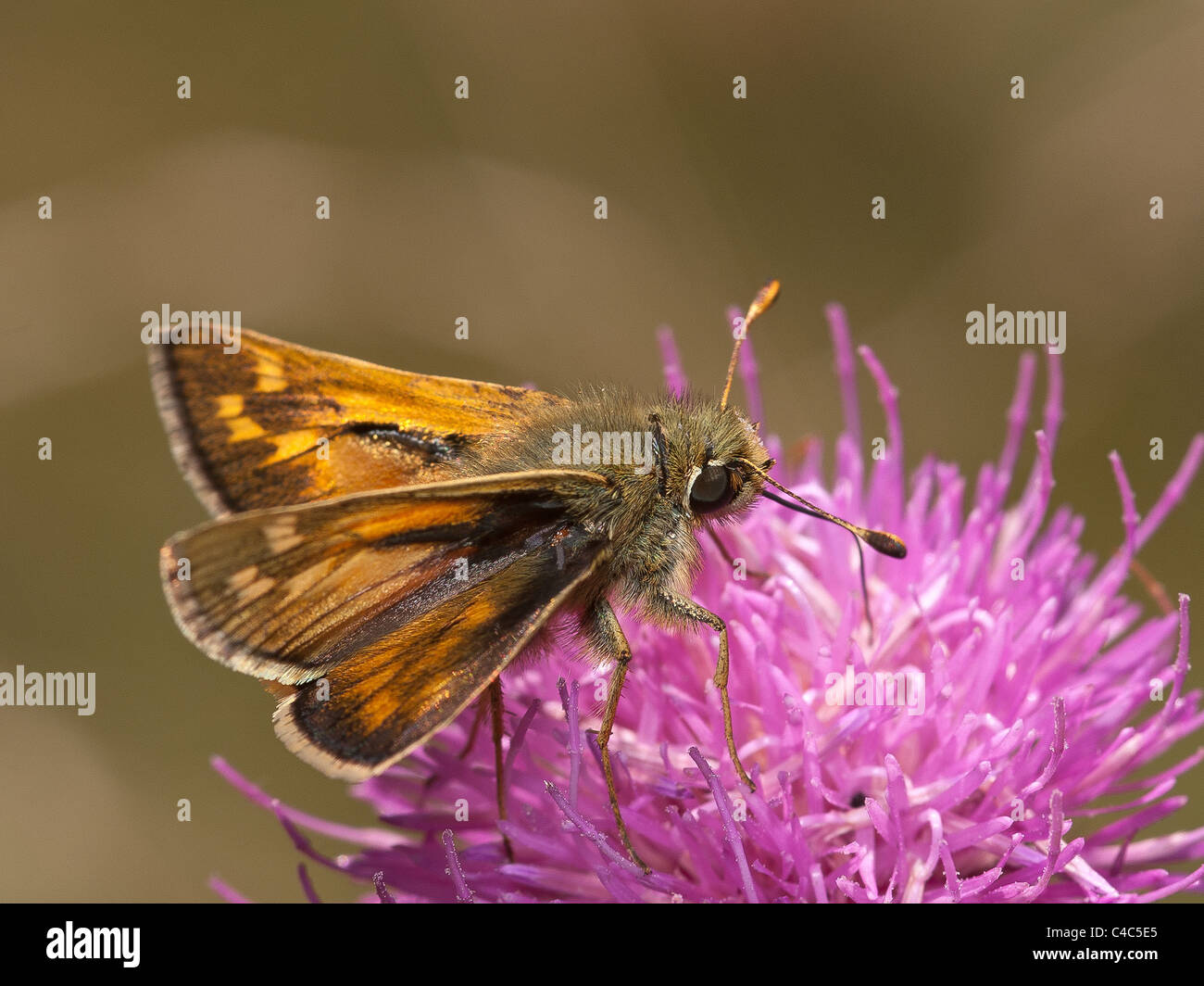 Großen Skipper, Ochlodes Venatus, Männlich, Essen in eine Blume mit schönen Out-of-Fokus-Hintergrund Stockfoto