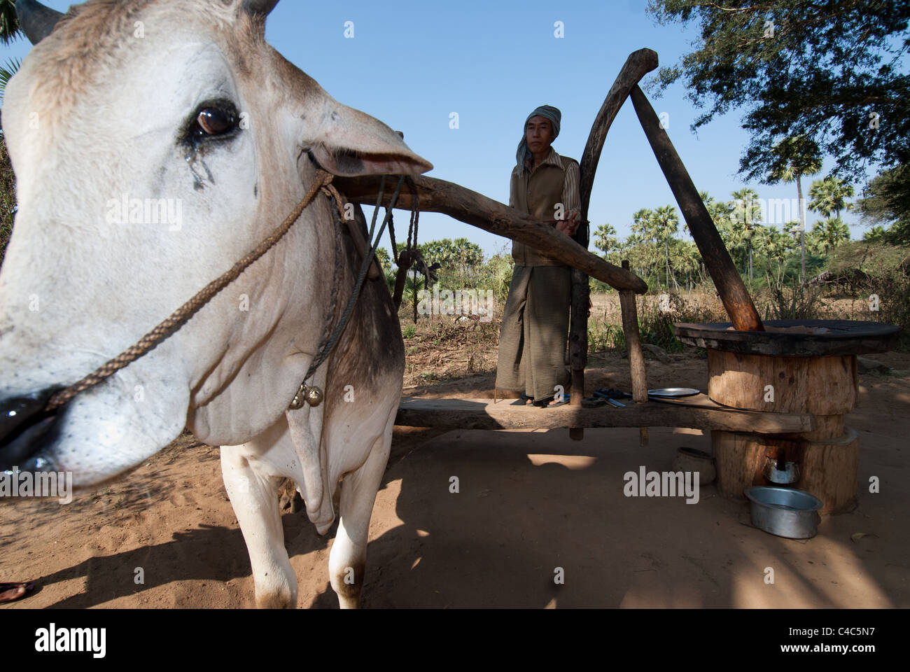 Mann fahren einen Ochsen bei einer einfachen Korn-Mühle wo Öl gewonnen wird, Bagan Ebenen, Myanmar Stockfoto