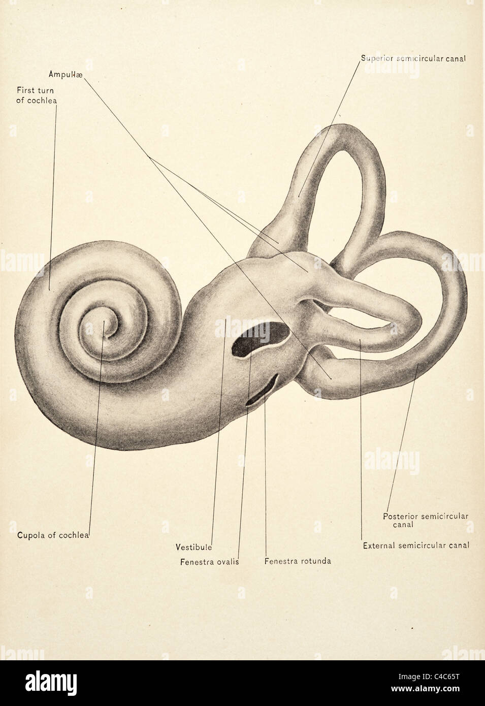 Abbildung des menschlichen Ohres copyright 1904 Stockfoto