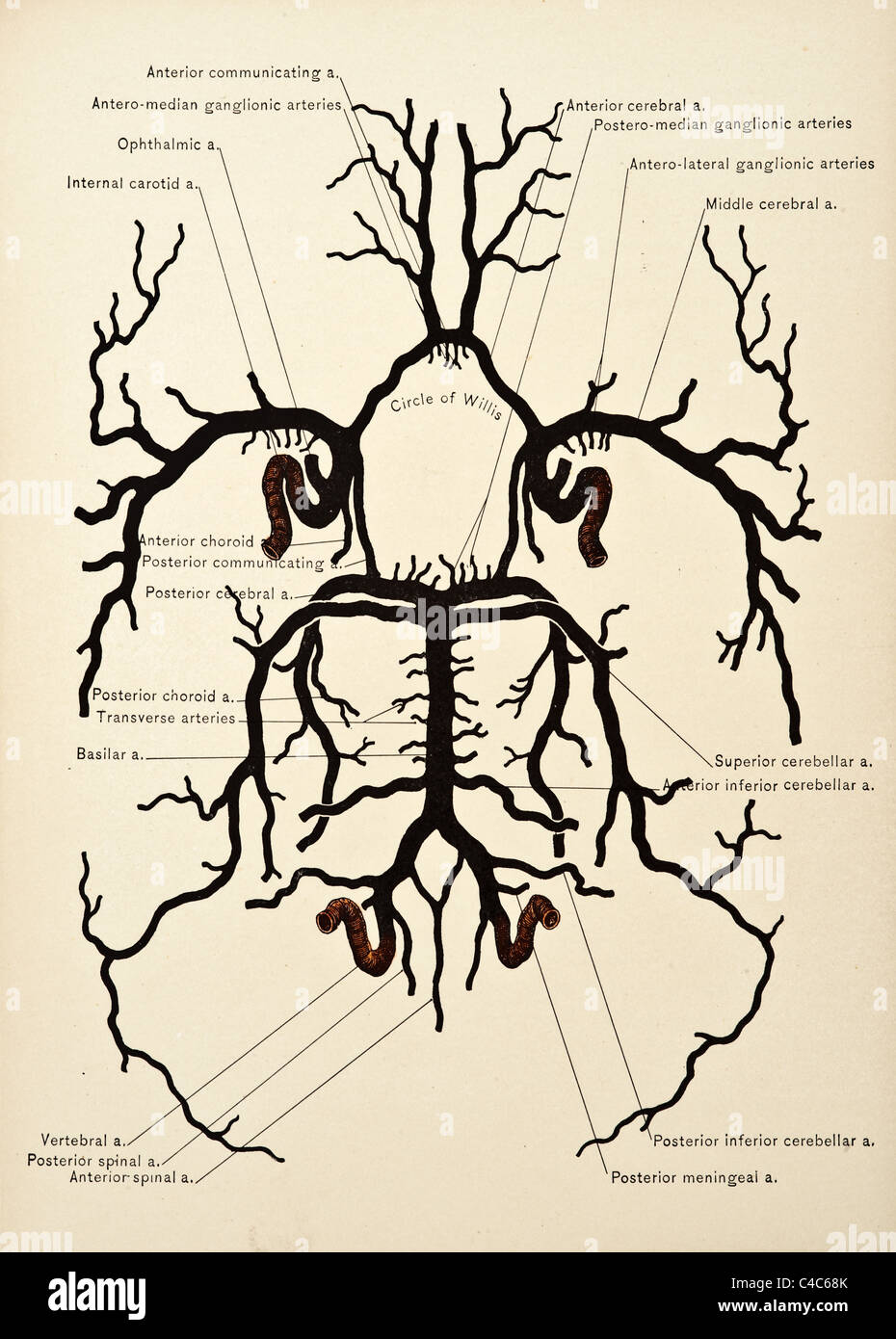 Abbildung der menschlichen Blutgefäße des Gehirns copyright 1904 Stockfoto