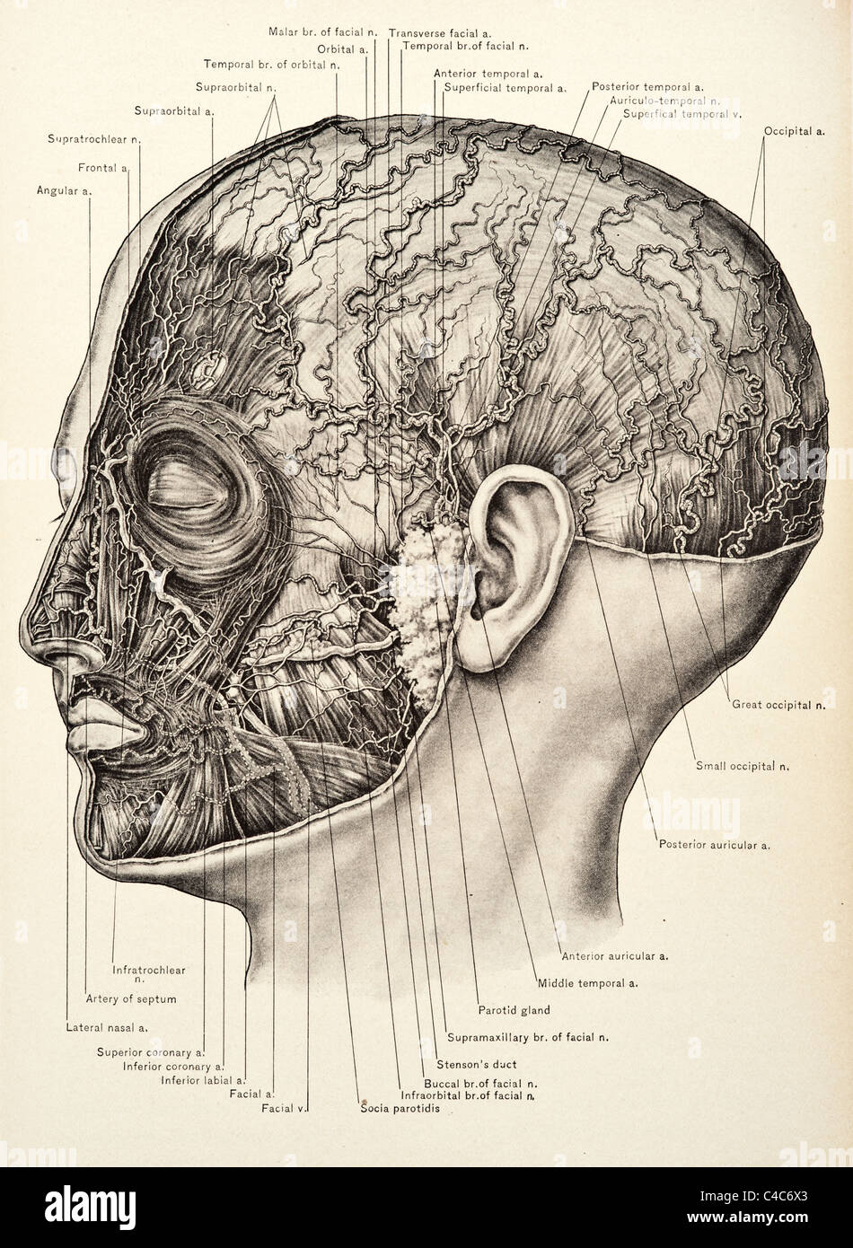 Abbildung der menschlichen Blutgefäße des Gehirns copyright 1904 Stockfoto