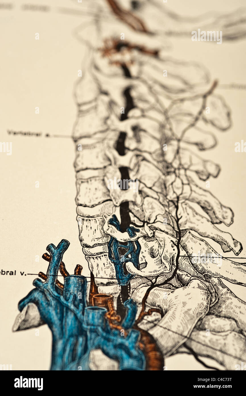 Illustration des menschlichen vertebralen Arterien copyright 1904 Stockfoto