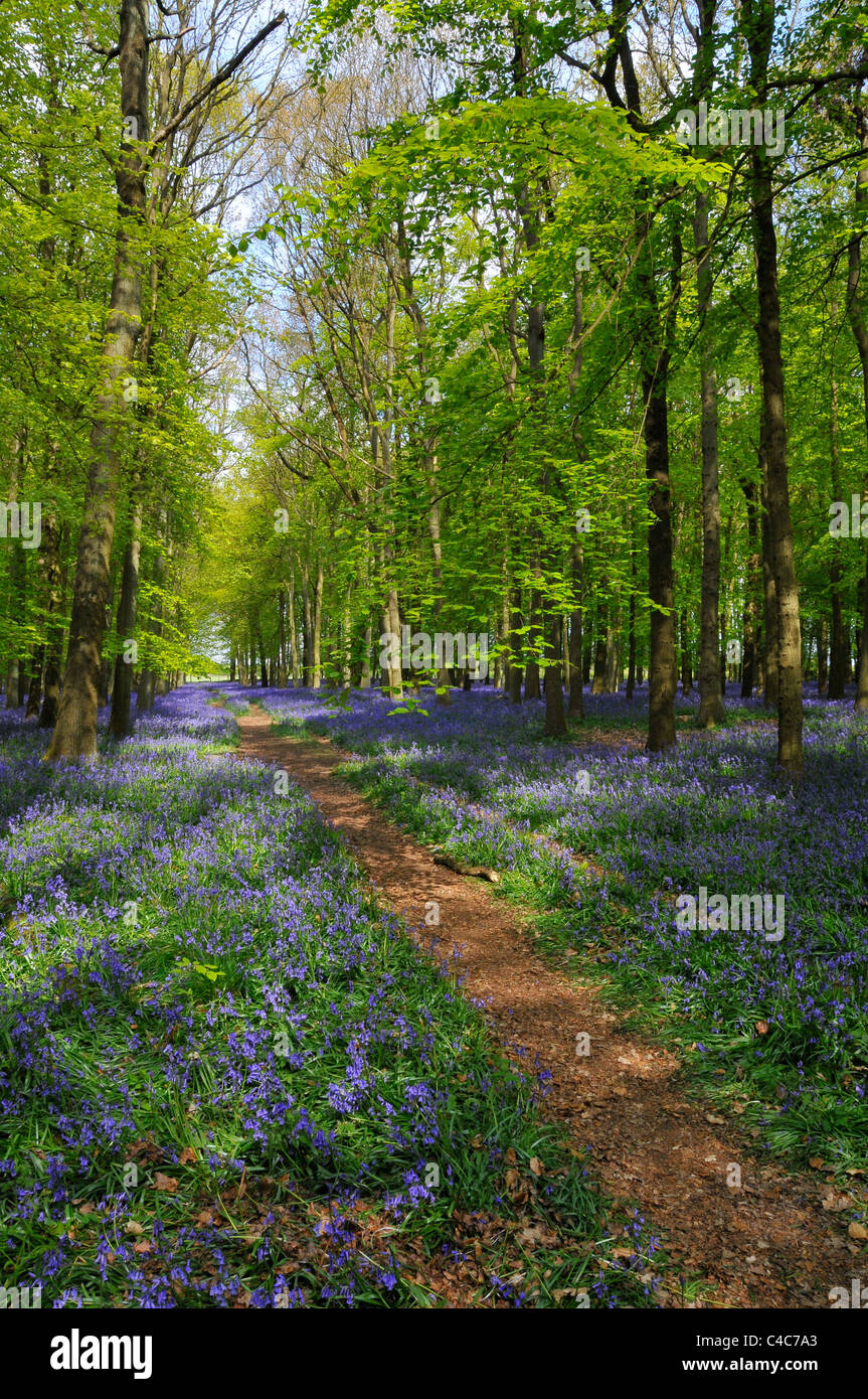 Weg vom Vordergrund in Bluebell woods Stockfoto