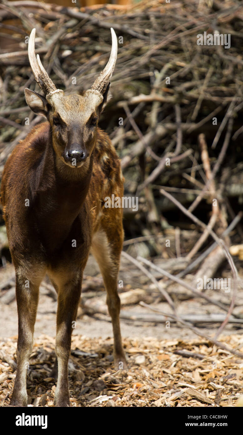 Gefleckte Rehe Stockfoto