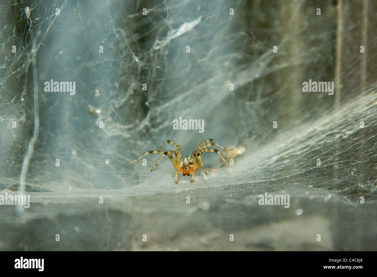 Agelenta limibata Spider wartet auf Beute Stockfoto