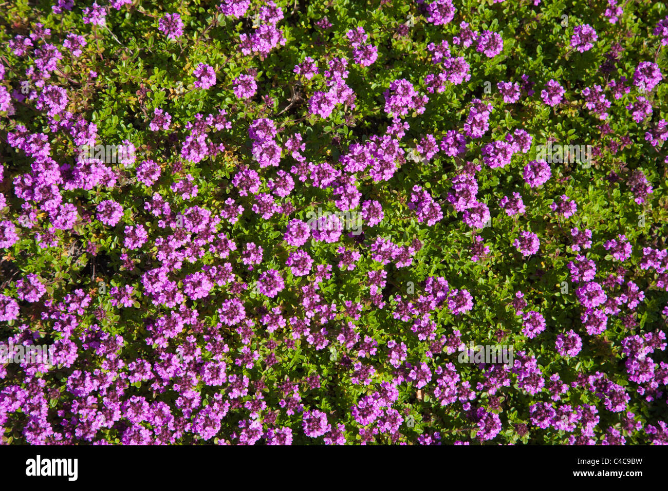 Bett aus bunten Blumen Stockfoto