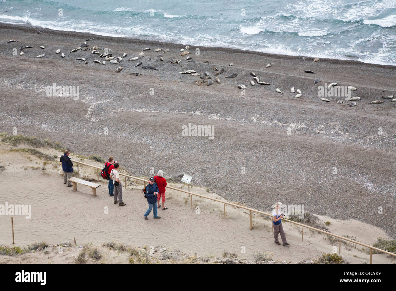 See-Elefanten, Halbinsel Valdés, Argentinien Stockfoto