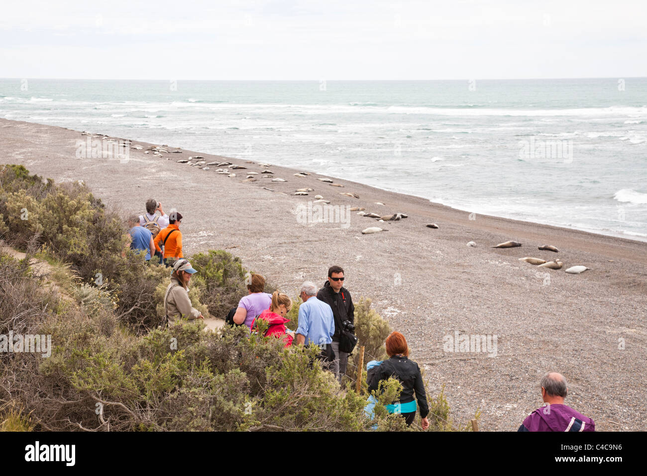 See-Elefanten, Halbinsel Valdés, Argentinien Stockfoto