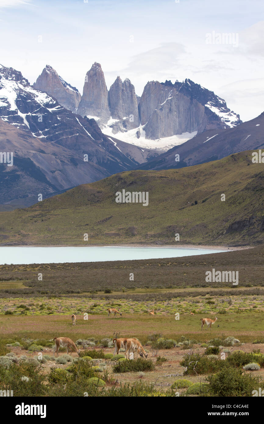 Guanakos, Torres del Paine Nationalpark-Chile Stockfoto