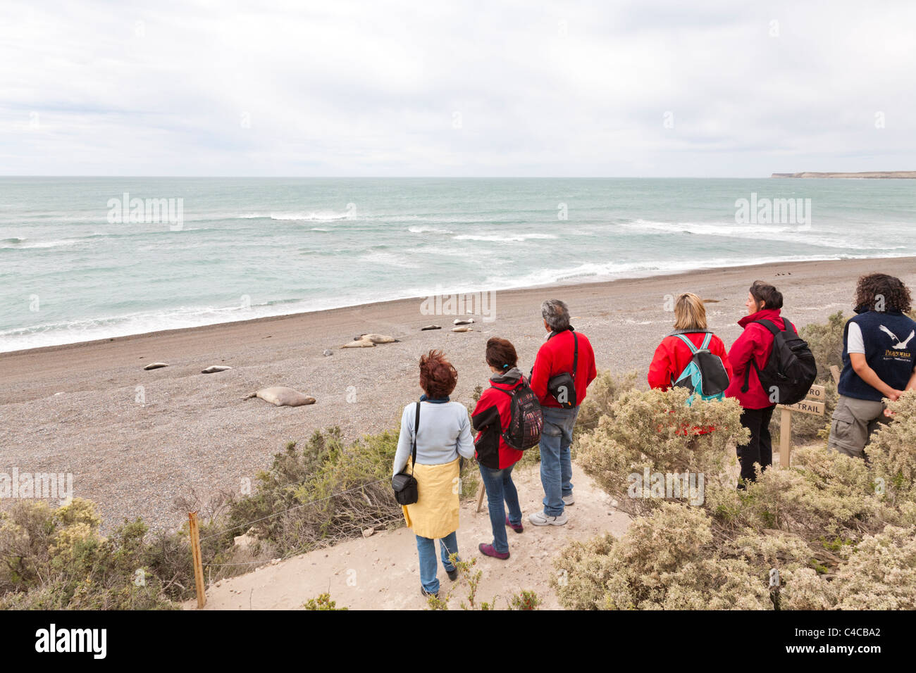Meer Elefanten Kolonie, Halbinsel Valdes, Patagonien Argentinien Stockfoto