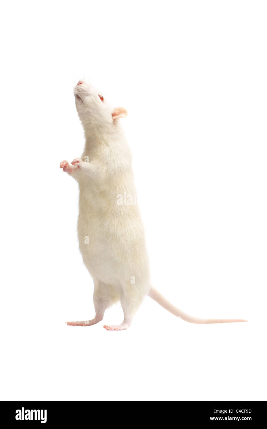 Albino Ratte isoliert auf weißem Hintergrund Stockfoto