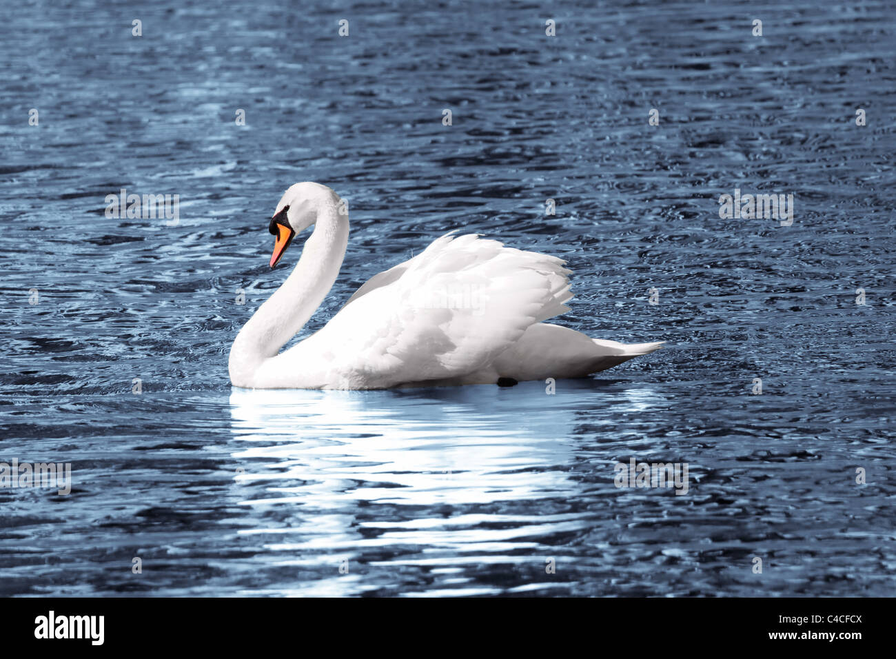 White Swan Lake blue water Stockfoto