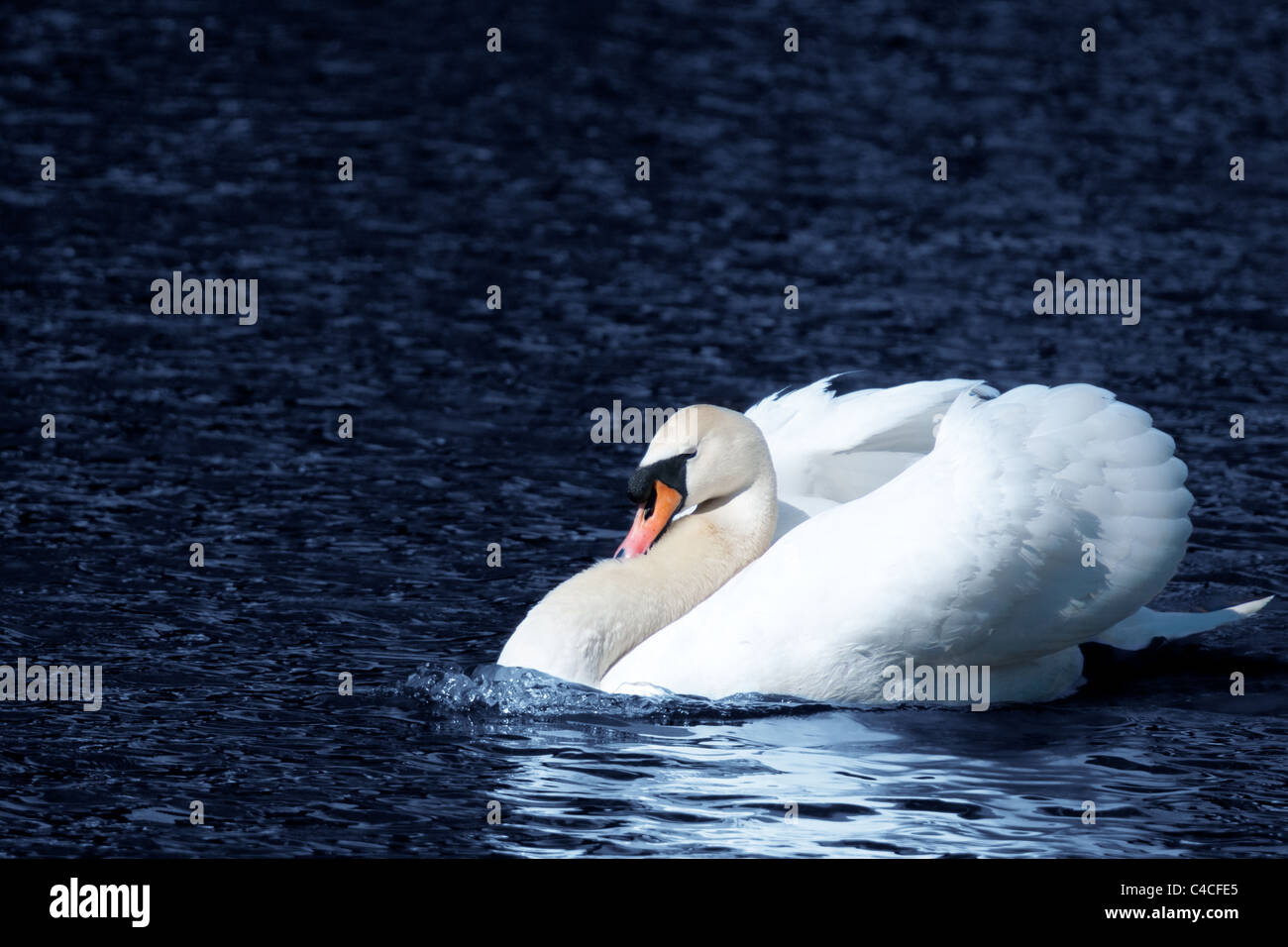 White Swan Lake blue water Stockfoto