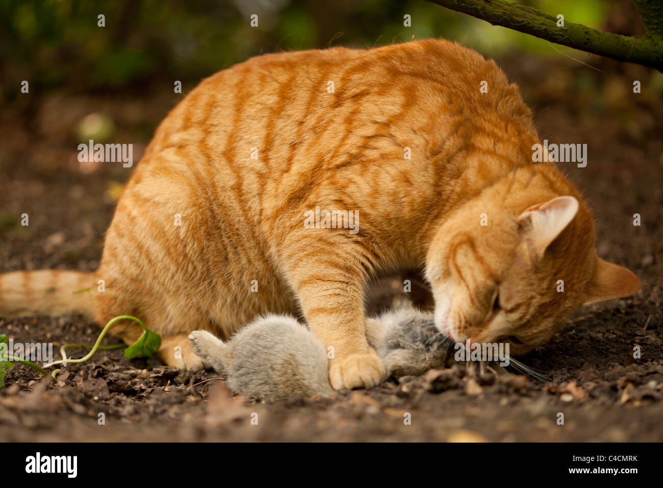 Hauskatze mit Beute Stockfoto