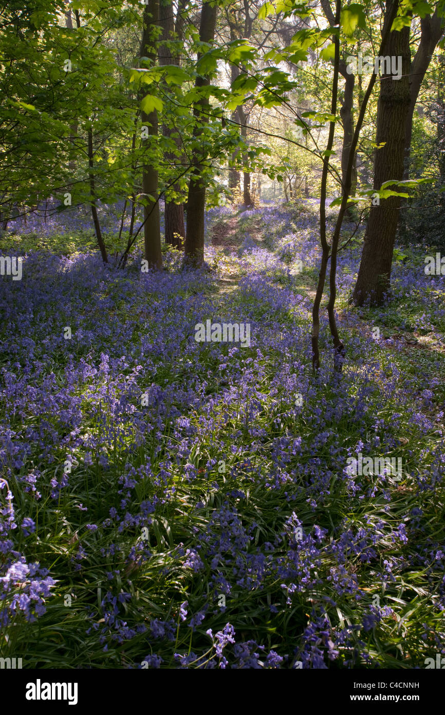 Eine vertikale Aufnahme von Sonnenschein sickert durch eine Glockenblume Wald in England Stockfoto